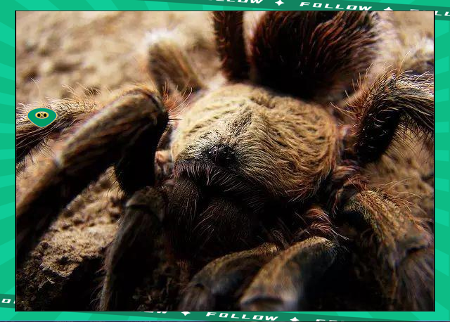 虎扑体育- 世界足球莱万多夫斯基 